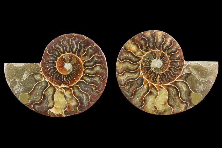 Agate Replaced Ammonite Fossil - Madagascar #150902
